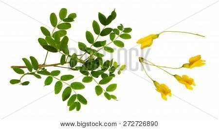 Set Of Fresh Green Leaves And Yellow Flowers Of Siberian Peashrub Isolated On White
