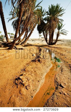 D'Oum Laalag oasi nel deserto del Sahara, Africa