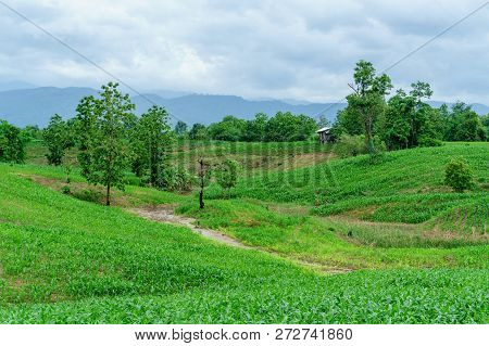 Corn In The Rainy Season.agriculture In The Rainy Season And Corn In The Farm.