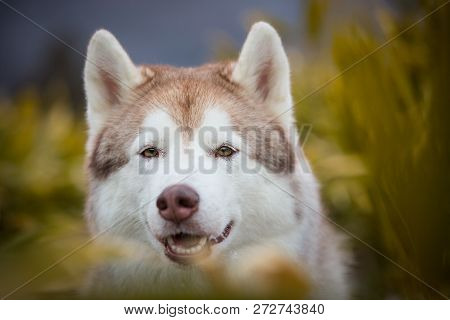Close-up Portrait Of Beautiful And Happy Dog Breed Siberian Husky Sitting In The Evegreen Bamboo Thi