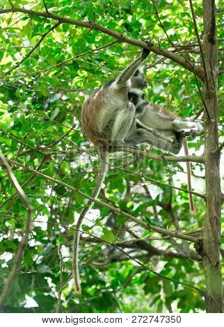 Red colobus Piliocolobus kirki monkey on the deposed wood , Jozani forest, Zanzibar, Tanzania