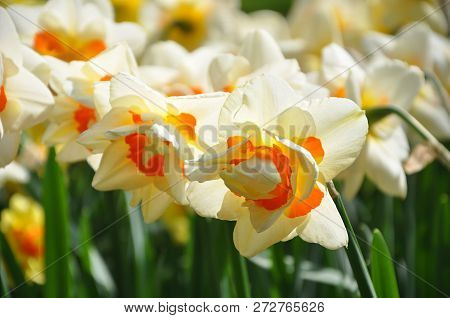 Selective Focus On Beautiful Blooming Jonquils In Spring Garden In Sunny Day.