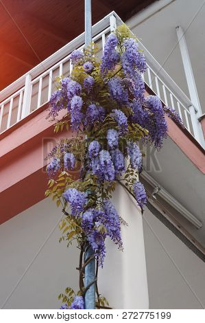 Glicinia Flower On Facade Of The Balcony.