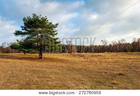 Image Of A Solitary Scots Pine In The Foreground Of A Large Field With Dried Grass On The Edge Of A 