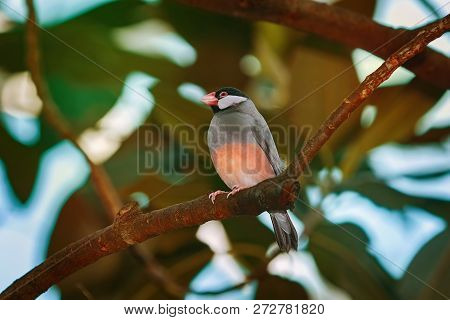 Java Sparrow (lonchura Oryzivora) Perched On The Branch