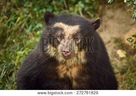 Asian Black Bear (ursus Thibetanus, Previously Known As Selenarctos Thibetanus)