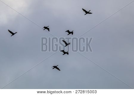 Flock Of Migratory Birds Flying In The Blue Sky. Ducks Migrating And Flying At A V Shape Formation. 