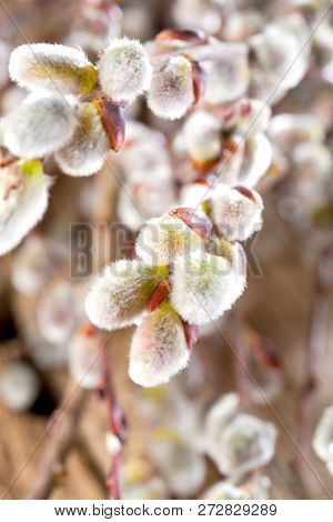 Easter Greeting Card With Pussy Willow Bunch Over Wooden Background