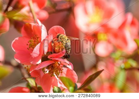 Honeybee On Red Flower Of Blooming Flowering Quince. Japanese Quince Blossom (chaenomeles) At Spring
