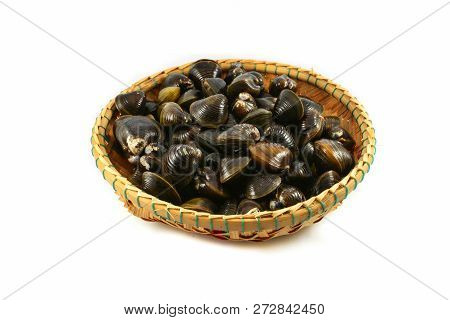 Shellfish Such As Clams Isolated / Freshwater Shell Bivalve