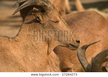 야생, Aoudad, 평화 얼굴의 동물