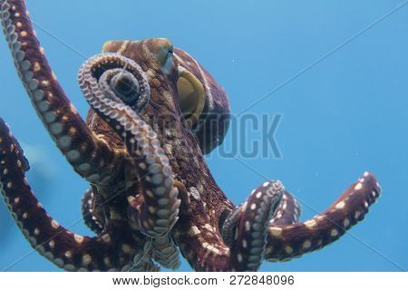 Day Octopus Off Kona, Big Island, Hawaii