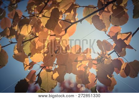 Filtered Image Colorful Golden Fall Foliage Bradford Pear Leaves With Backlit Background