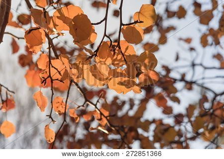 Colorful Fall Foliage Golden Bradford Pear Leaves With Backlit Backdrop