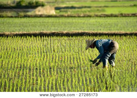 Es ist ein Bauer in der Farm arbeiten.