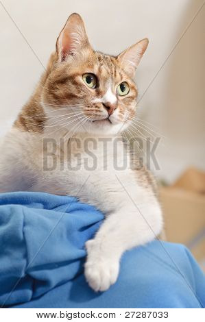 リーダーシップ、自信を持って式の男の肩の上の猫。