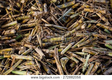 Cane Pieces From Sugar Cane Cutter For Sugar Factory.