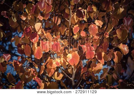 Filtered Tone Fall Foliage Background Of Bradford Pear Leaves In America