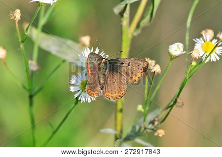 Aricia Agestis, The Brown Argus, Is A Butterfly In The Family Lycaenidae.