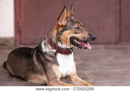 Adopted Pretty Mongrel (previous Stray Dog) Lays Alone In Front Of The Brown House Door, With Brown 