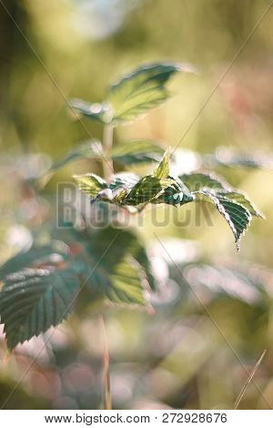 Young Green Leaves Of A Bush Of Raspberries In A Sunny Summer Day
