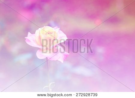 Pink Roses, Focus On Orange Roses In Front Garden Blur Purple Background, Abstract Style.