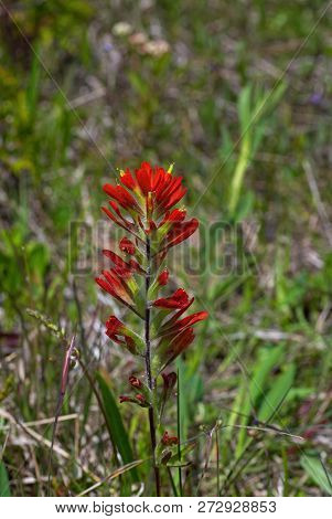 Indian Paintbrush Or Prairie-fire In Bruce Peninsula Ontario Canada. It Is From The Family Castillej