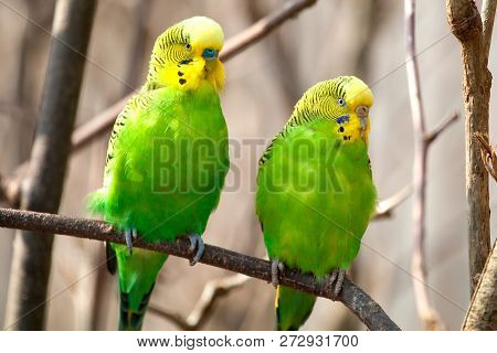 Budgerigar Sits On A Branch. The Parrot Is Brightly Green-colored. Bird Parrot Is A Pet. Beautiful P