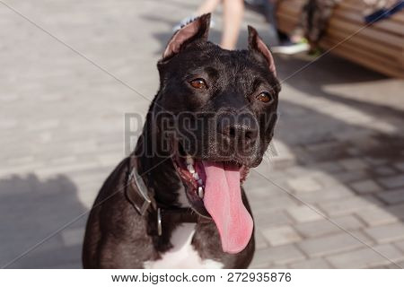 Smiling Brown And White American Pitbull Terrier In Brown Leather Collar, With Tongue Inside, Close 