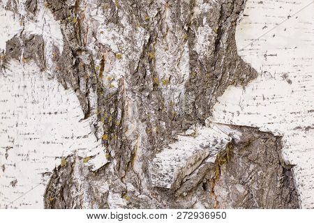 Natural Pattern On Old Damaged Birch Bark. Deep Cracks With Detachment Of The Upper Layer Of The Bar