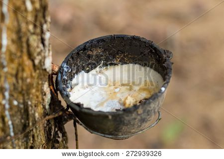 Trunk Wood Caoutchouc Bowl For Collecting Milk Latex Light White Liquid Viscous Close-up Natural Asi
