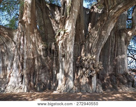 Stoutest Trunk Of The World Of Huge Montezuma Cypress Tree At Santa Maria Del Tule City In Mexico At