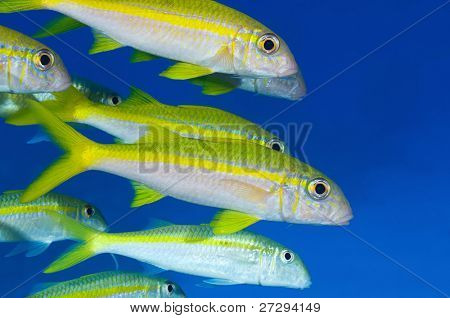 Escola de peixe cabra sobre fundo azul.