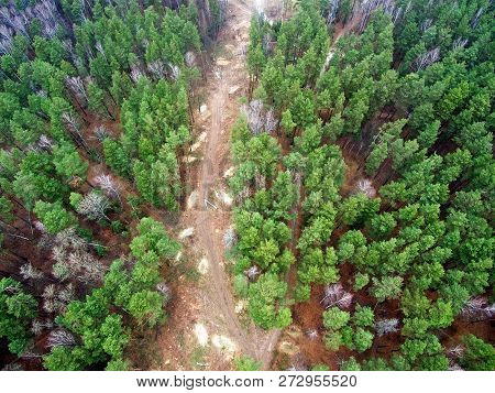 Bird's-eye Forest Trees View From Above. Country Road With A Junction In The Forest. Cut Down A Fore