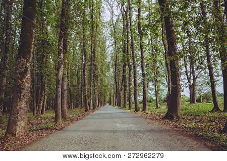 The Machine Path In The Forest . Country Side Space Empty Car Road Path Way . Empty Lonely Asphalt C