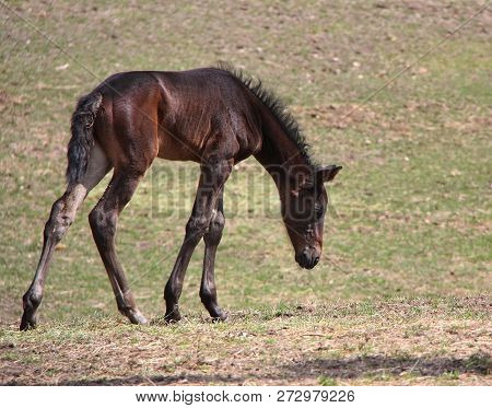 Young Horse Standing Around In The Field