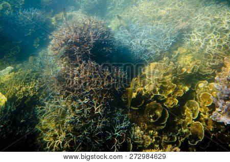 Ningaloo Reef - Coral Bay - Western Australia