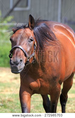 Horse Standing In The Field Looking Around