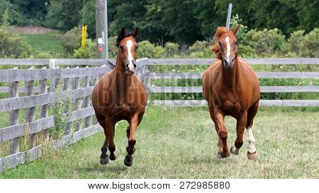 Horse Playing Around During In A Field Or Paddock