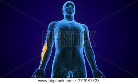 3d Illustration Medically Accurate Illustration Of The Brachialis