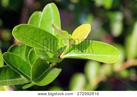 Leaf Of Carissa Carandas, Carunda, Leaf Karonda Seeds Ripe Pink Or Red Colorful, Tropical Citrus Kar