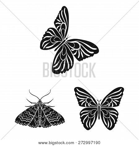 Vector Design Of Color And Spring Sign. Set Of Color And Fly Stock Symbol For Web.