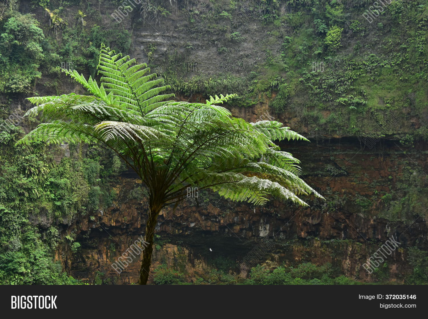Many Giant Fern Trees Image & Photo (Free Trial) Bigstock