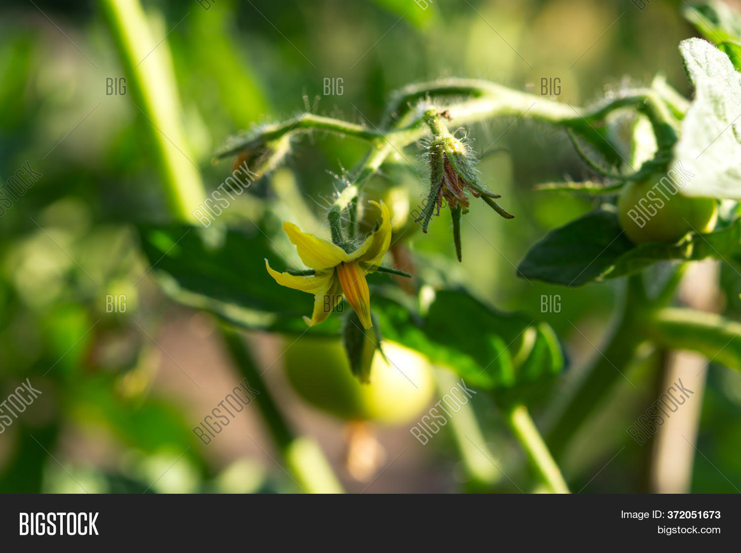Flowering Tomatoes Image & Photo (Free Trial) Bigstock