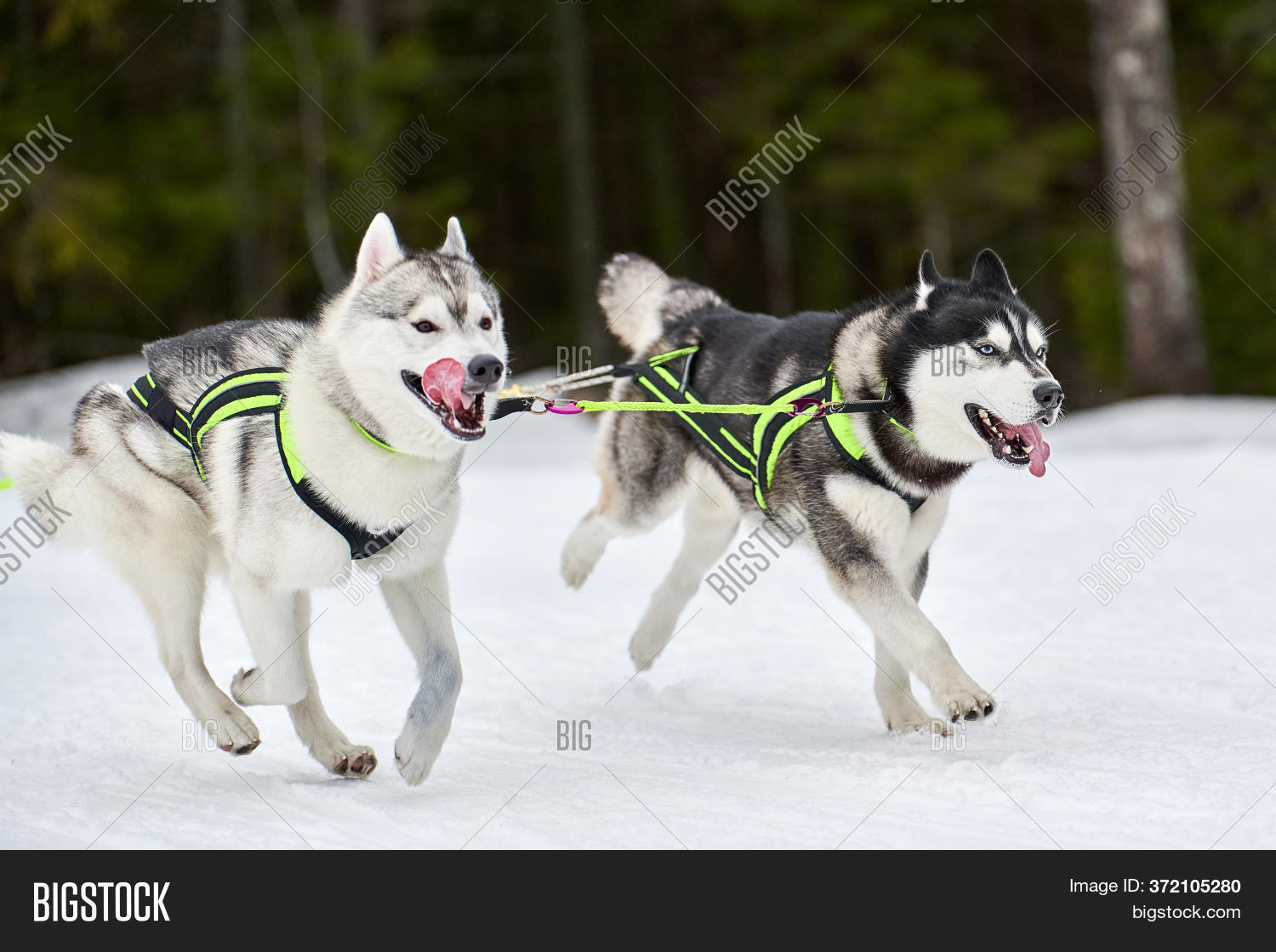 Running Husky Dog On Image & Photo (Free Trial) Bigstock