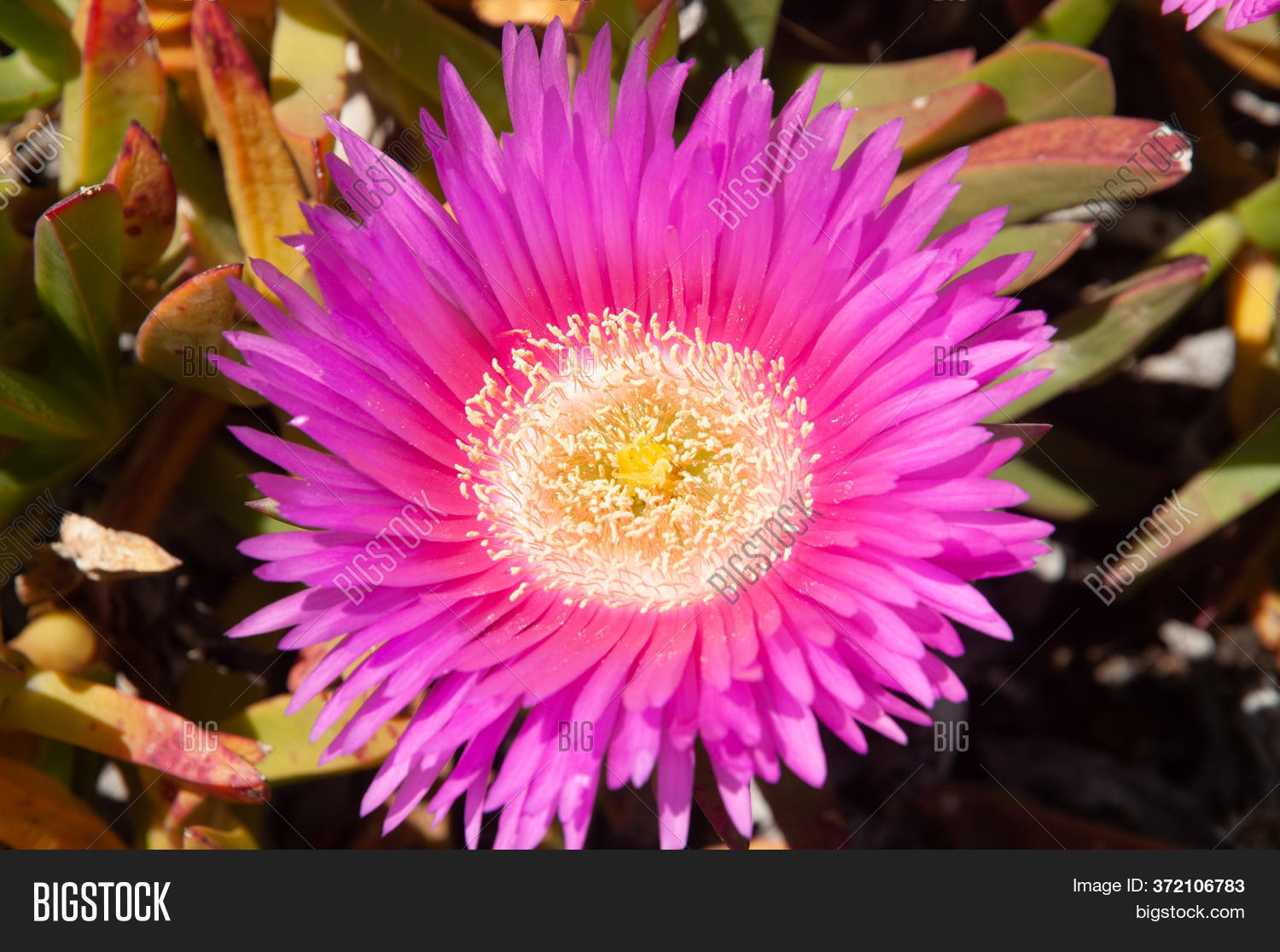 Beautiful Pink 图片和照片（免费试用） | Bigstock