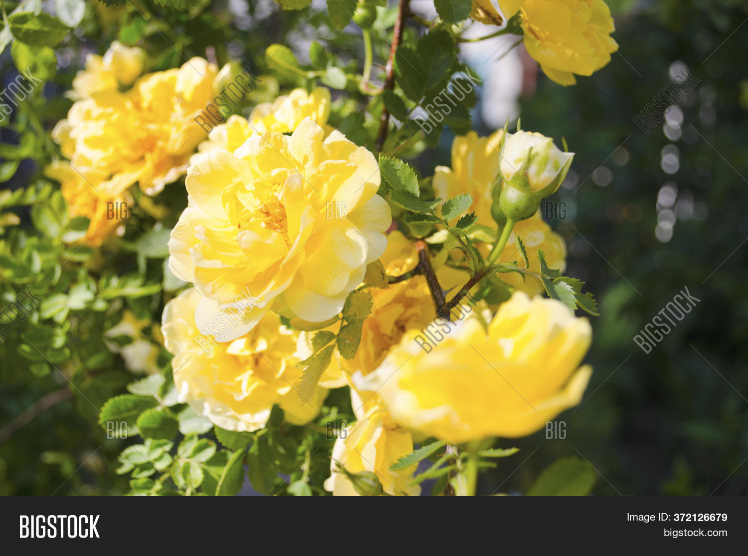 Roses Summer. Bush Image & Photo (Free Trial) Bigstock