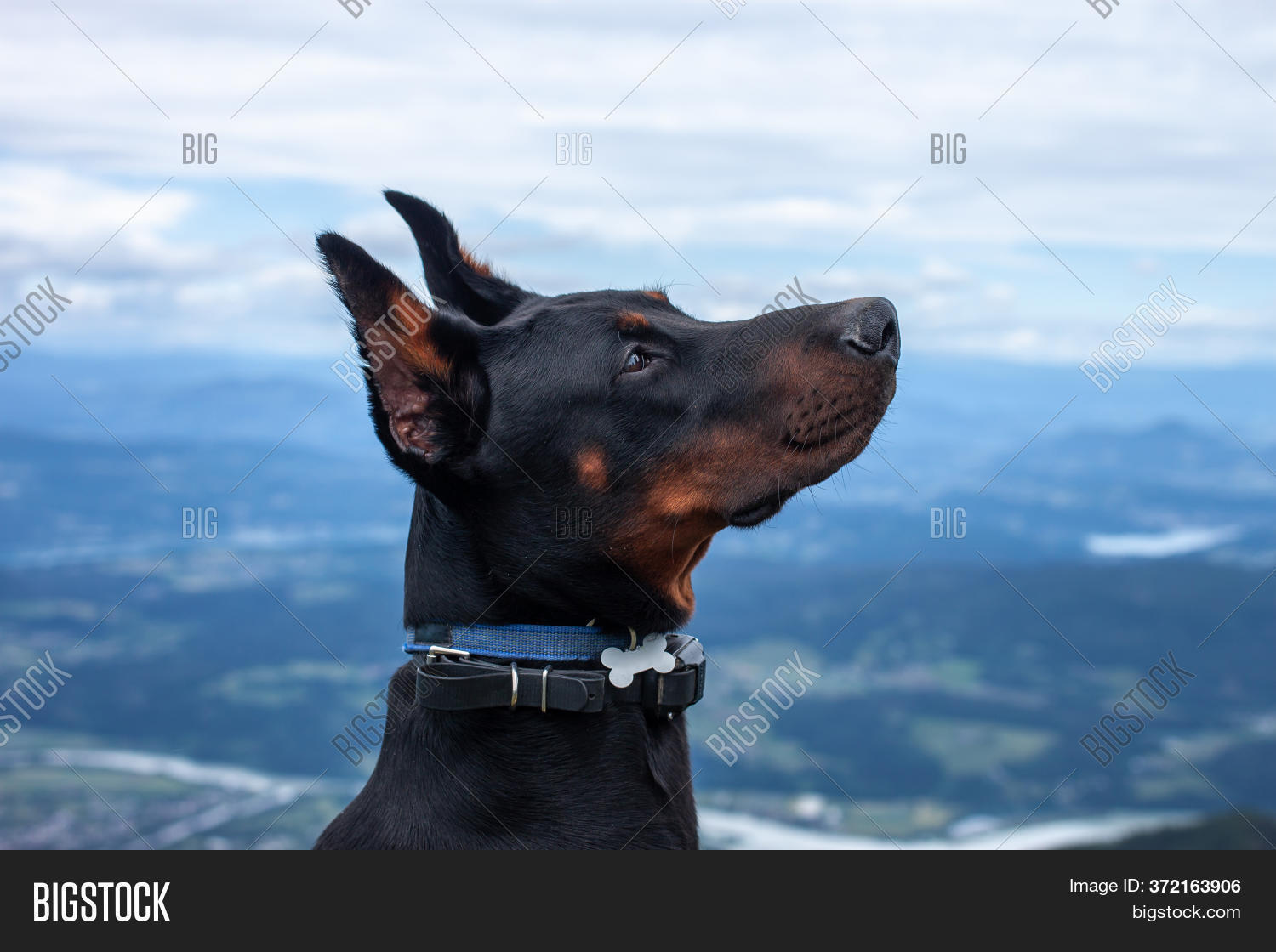 Are Doberman Good Hiking Dogs
