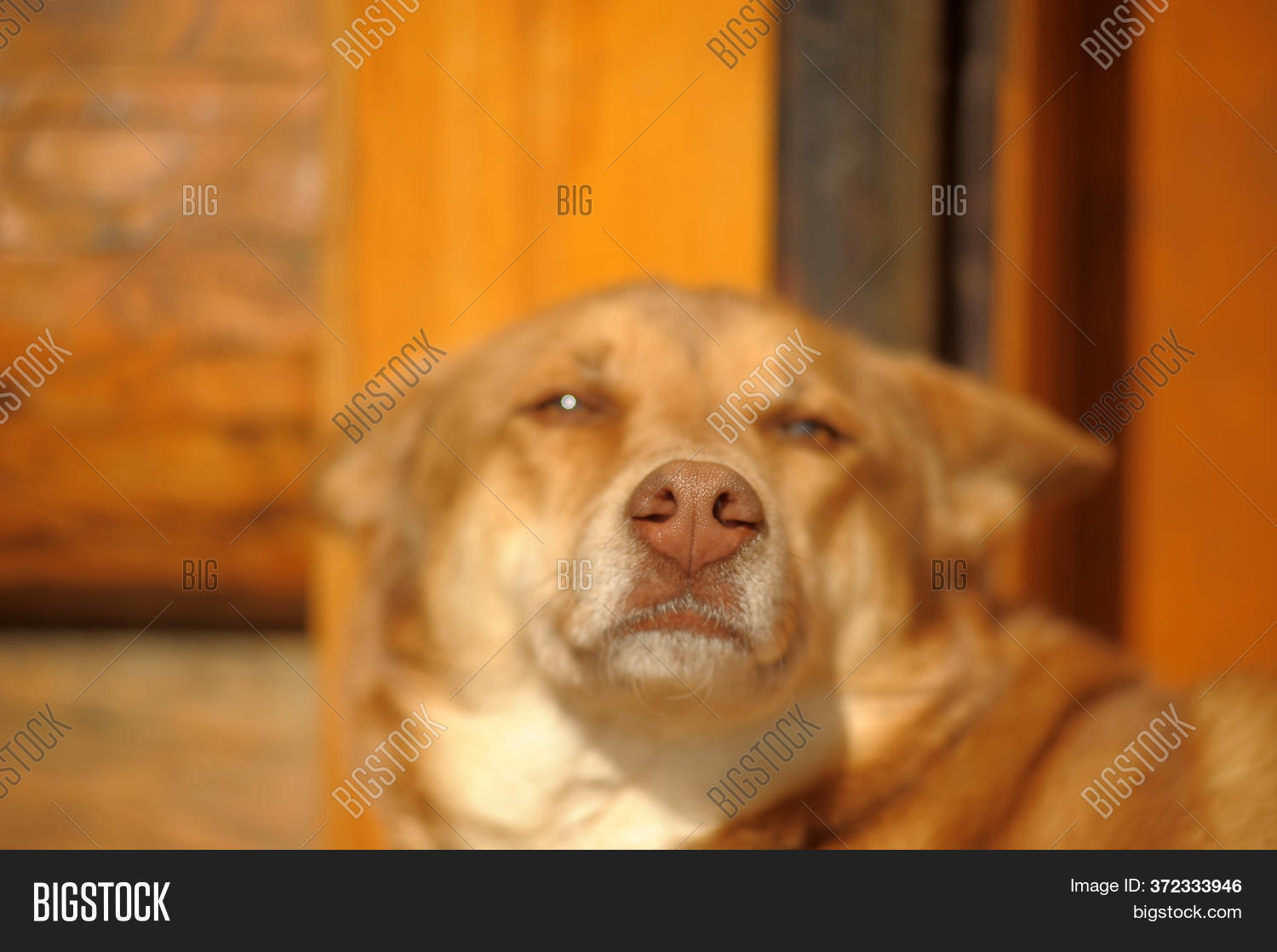 Karelo finnish Laika Image & Photo (Free Trial) Bigstock