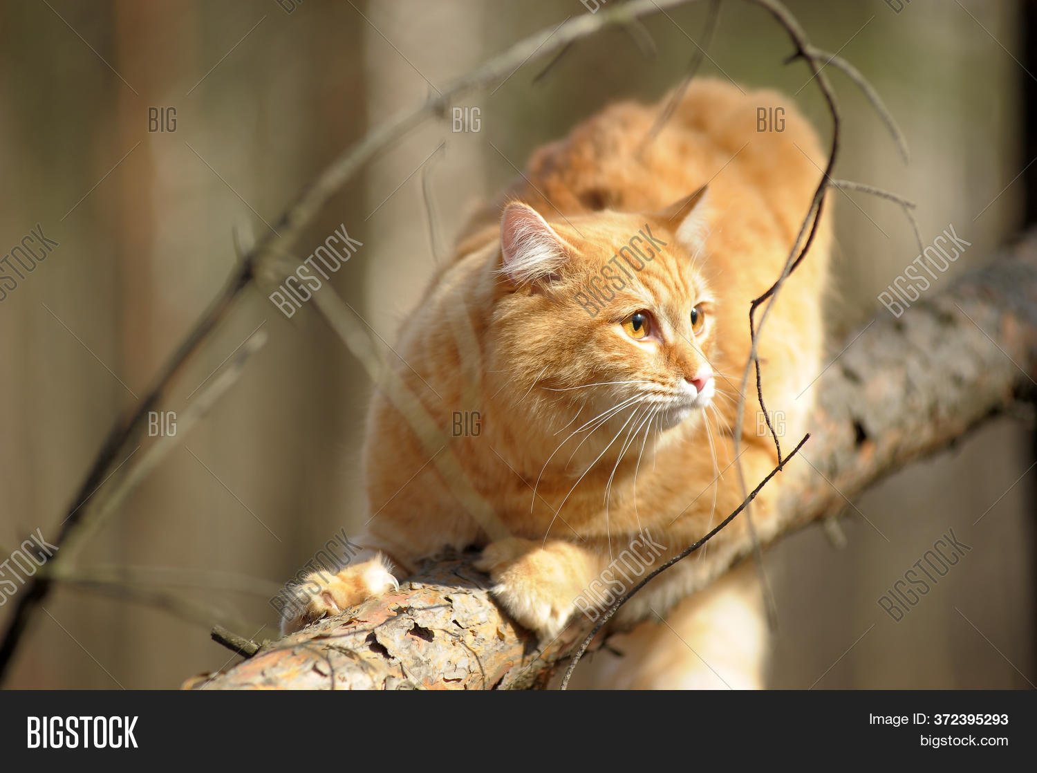 Beautiful Red Cat Image & Photo (Free Trial) Bigstock